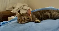 avatar petsitter