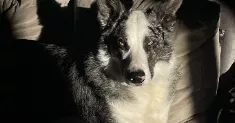 avatar petsitter