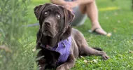 avatar petsitter