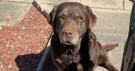 avatar petsitter