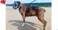 avatar petsitter