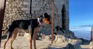 avatar petsitter
