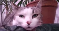 avatar petsitter