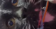 avatar petsitter