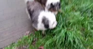 avatar petsitter