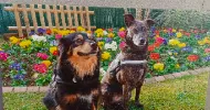 avatar petsitter