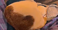 avatar petsitter