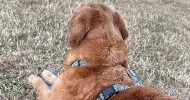 avatar petsitter