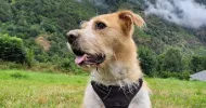 avatar petsitter