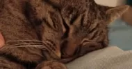 avatar petsitter