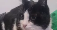 avatar petsitter