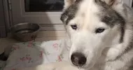 avatar petsitter