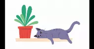 avatar petsitter