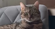 avatar petsitter