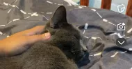 avatar petsitter