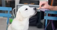 avatar petsitter