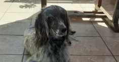 avatar petsitter