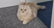 avatar petsitter