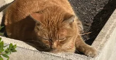 avatar petsitter