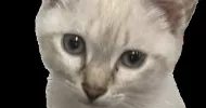 avatar petsitter
