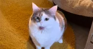 avatar petsitter