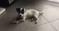 avatar petsitter