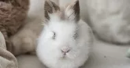 avatar petsitter