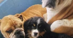 avatar petsitter