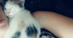 avatar petsitter
