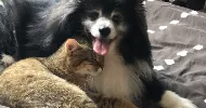 avatar petsitter