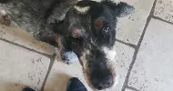 avatar petsitter