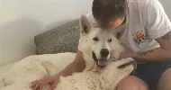 avatar petsitter