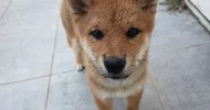 avatar petsitter