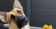 avatar petsitter