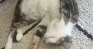 avatar petsitter