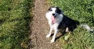 avatar petsitter