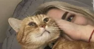 avatar petsitter