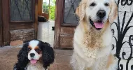 avatar petsitter