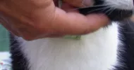 avatar petsitter