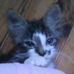 avatar petsitter