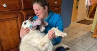 avatar petsitter