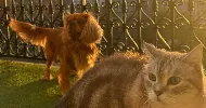 avatar petsitter