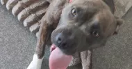 avatar petsitter