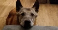 avatar petsitter