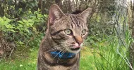avatar petsitter