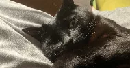 avatar petsitter