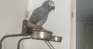 avatar petsitter