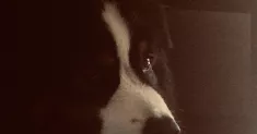 avatar petsitter