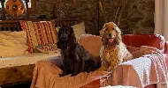 avatar petsitter