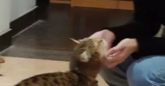 avatar petsitter